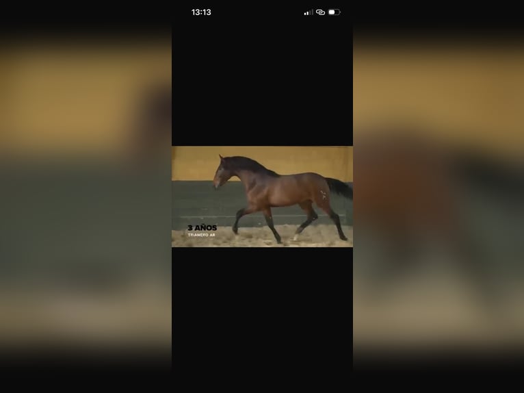 Andalusier Hengst 3 Jahre 170 cm Brauner in Latiano