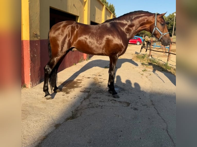 Andalusier Hengst 3 Jahre 172 cm Brauner in Terrassa