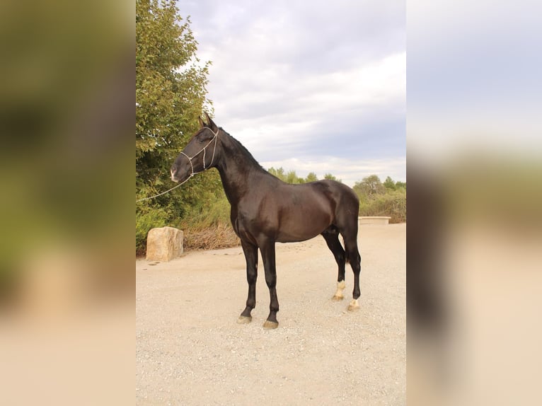 Andalusier Hengst 3 Jahre 173 cm Rappe in Corona, CA