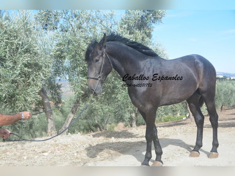 Andalusier Hengst 3 Jahre Rappschimmel in Vejer de la Frontera
