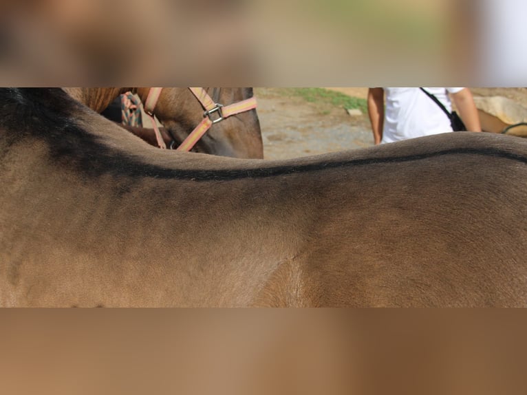 Andalusiër Hengst 4 Jaar 155 cm Buckskin in Vejer de la Frontera