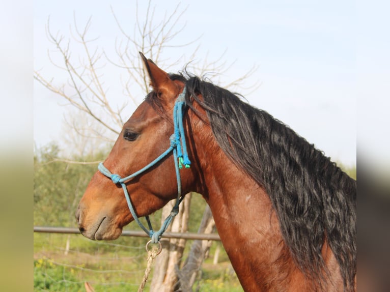 Andalusiër Hengst 4 Jaar 156 cm Bruin in Vejer de la Frontera