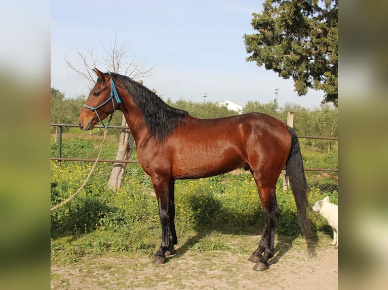 Andalusiër Hengst 4 Jaar 156 cm Bruin in Vejer de la Frontera