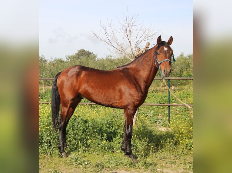 Andalusiër Hengst 4 Jaar 156 cm Bruin in Vejer de la Frontera