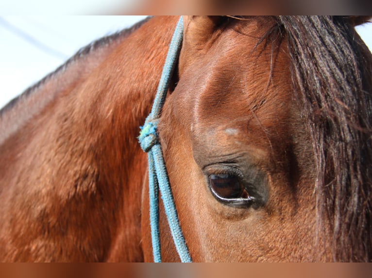 Andalusiër Hengst 4 Jaar 156 cm Bruin in Vejer de la Frontera