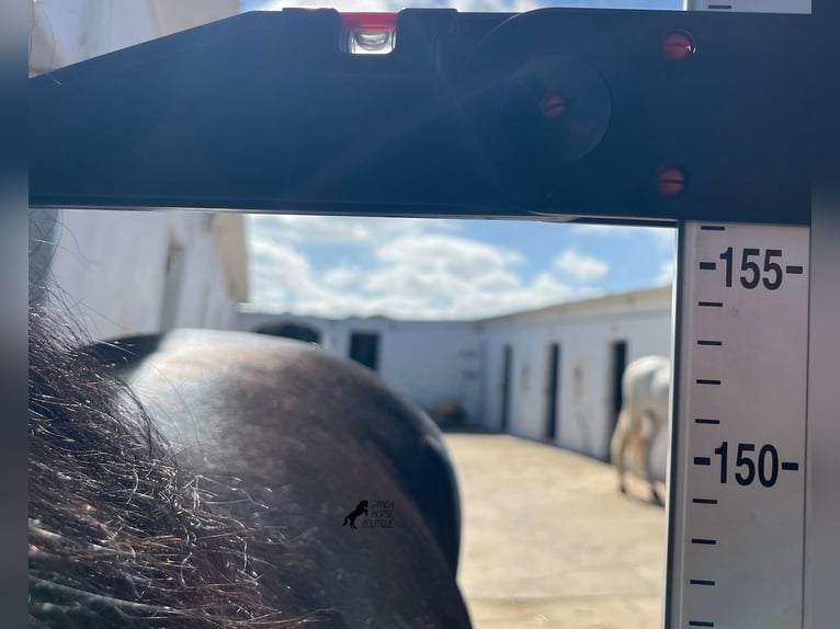 Andalusiër Hengst 4 Jaar 156 cm Zwart in Menorca