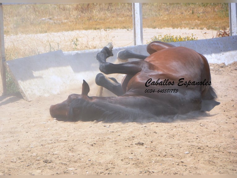 Andalusiër Hengst 4 Jaar 156 cm Zwartbruin in Vejer de la Frontera