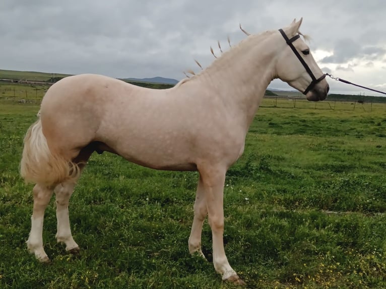 Andalusiër Hengst 4 Jaar 157 cm Palomino in Caceres