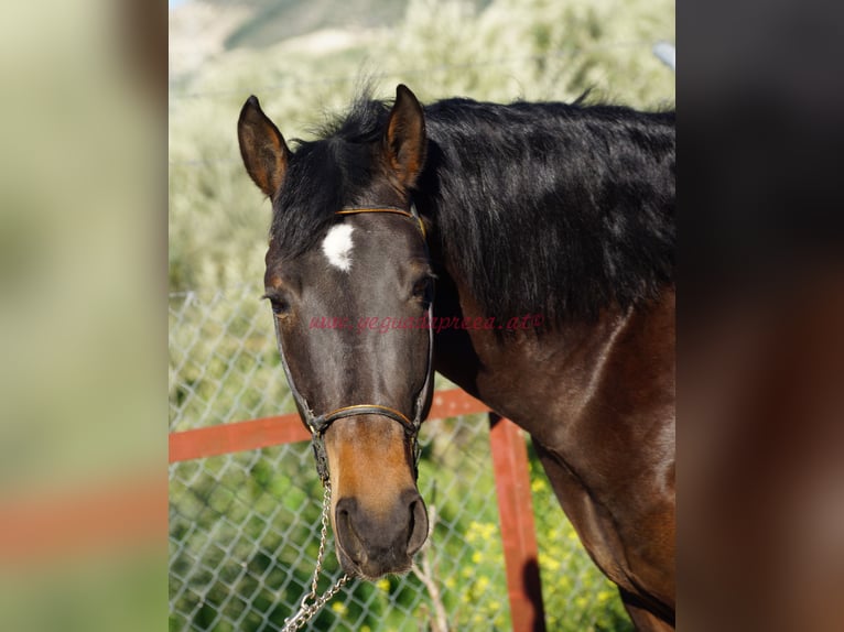 Andalusiër Hengst 4 Jaar 158 cm Bruin in Pruna