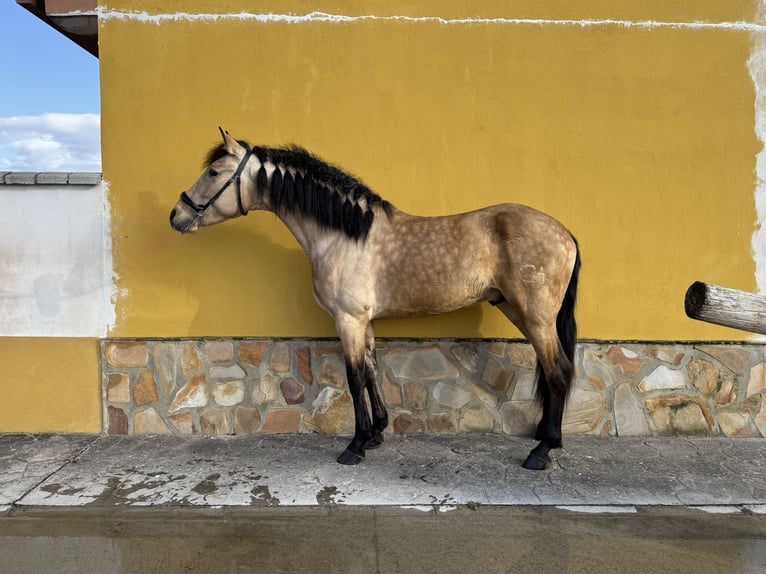 Andalusiër Hengst 4 Jaar 158 cm Buckskin in Valderrubio