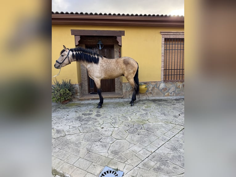 Andalusiër Hengst 4 Jaar 158 cm Buckskin in Valderrubio
