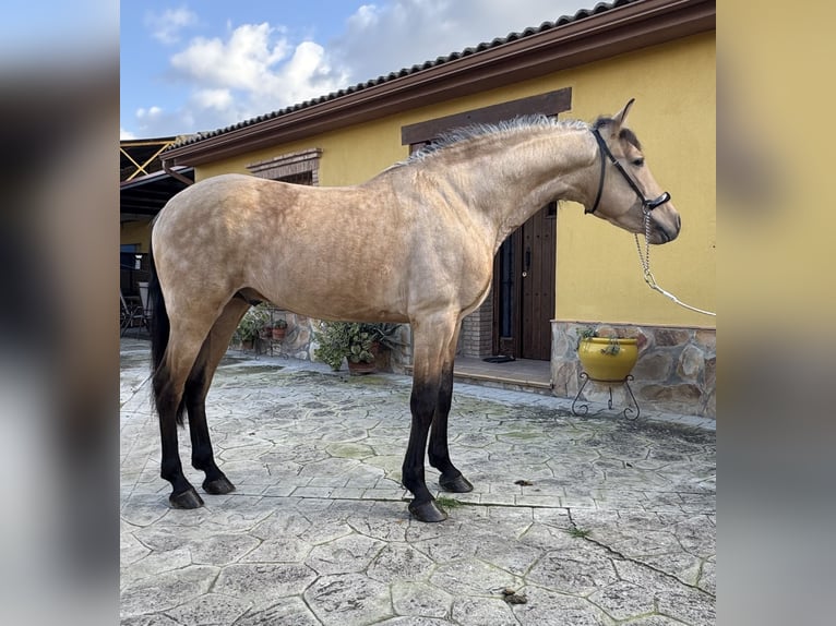 Andalusiër Hengst 4 Jaar 158 cm Buckskin in Valderrubio