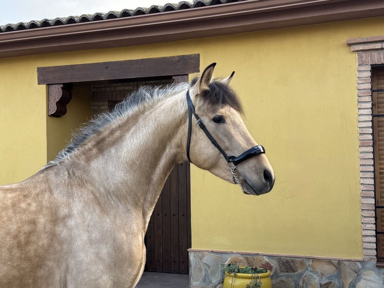 Andalusiër Hengst 4 Jaar 158 cm Buckskin in Valderrubio