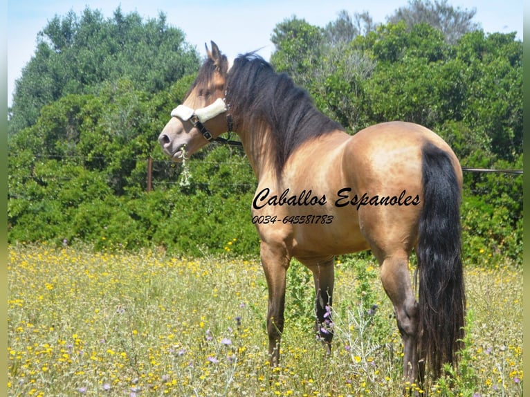 Andalusiër Hengst 4 Jaar 158 cm Champagne in Vejer de la Frontera