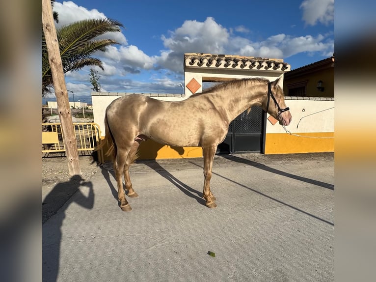 Andalusiër Hengst 4 Jaar 159 cm Perlino in Valderrubio