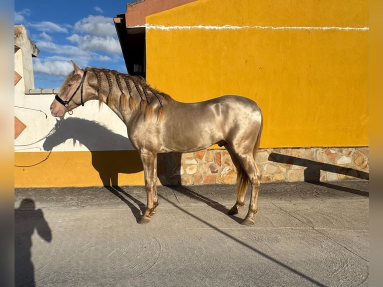 Andalusiër Hengst 4 Jaar 159 cm Perlino in Valderrubio
