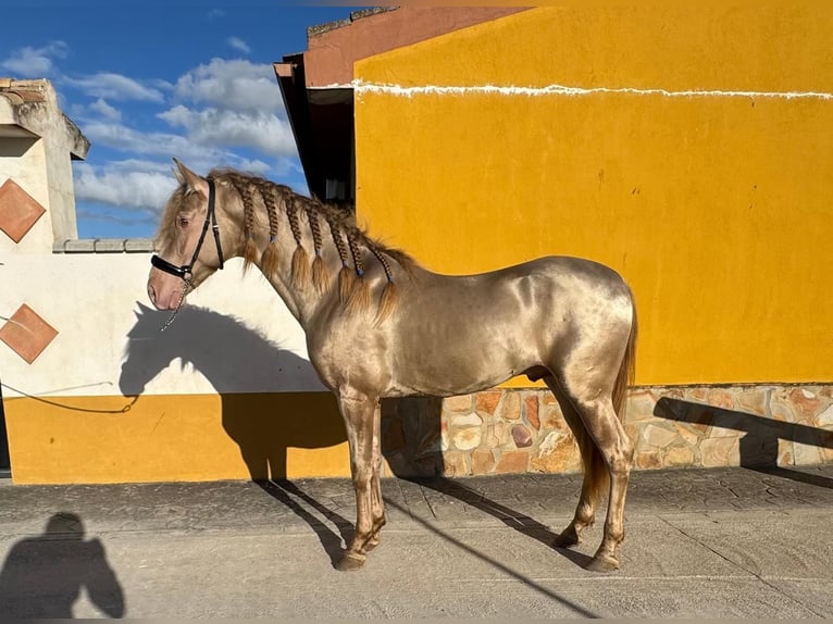 Andalusiër Hengst 4 Jaar 159 cm Perlino in Valderrubio
