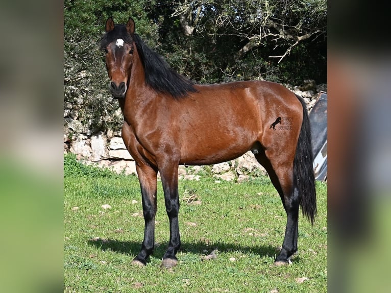 Andalusiër Hengst 4 Jaar 160 cm Bruin in Menorca