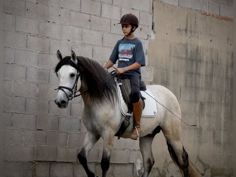 Andalusiër Hengst 4 Jaar 162 cm Brown Falb schimmel in Valencia