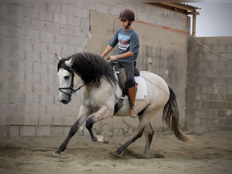 Andalusiër Hengst 4 Jaar 162 cm Brown Falb schimmel in Valencia