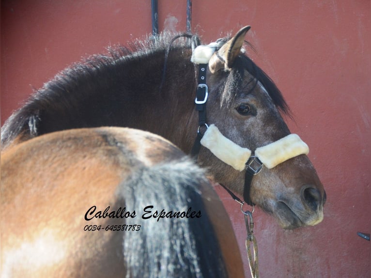 Andalusiër Hengst 4 Jaar 162 cm Brown Falb schimmel in Vejer de la Frontera