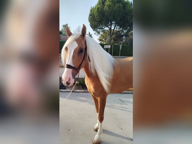 Andalusiër Hengst 4 Jaar 162 cm Palomino in Aachen
