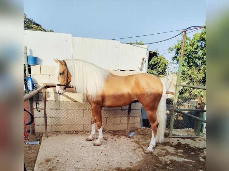 Andalusiër Hengst 4 Jaar 162 cm Palomino in Aachen