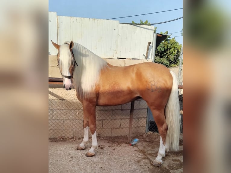 Andalusiër Hengst 4 Jaar 162 cm Palomino in Aachen