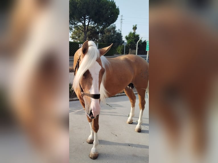 Andalusiër Hengst 4 Jaar 162 cm Palomino in Aachen