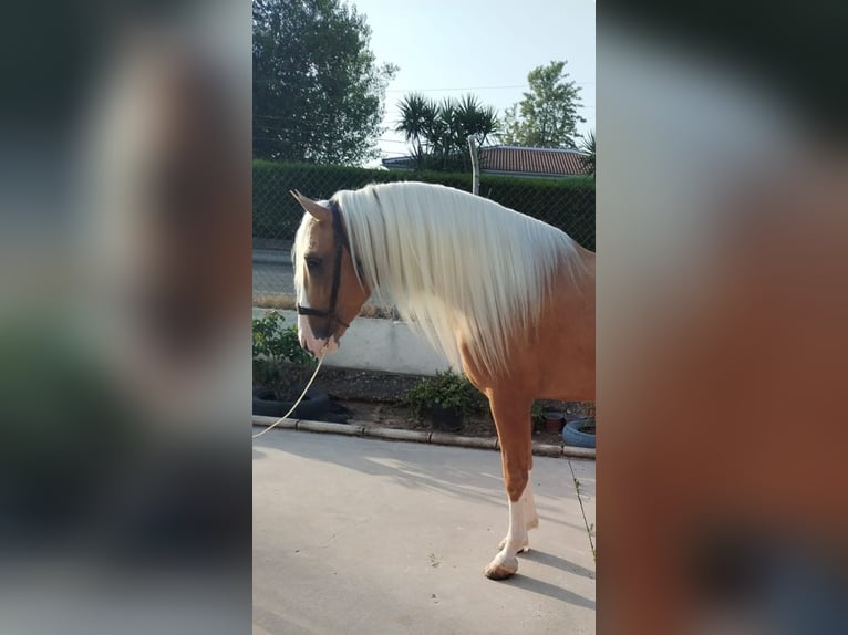Andalusiër Hengst 4 Jaar 162 cm Palomino in Aachen