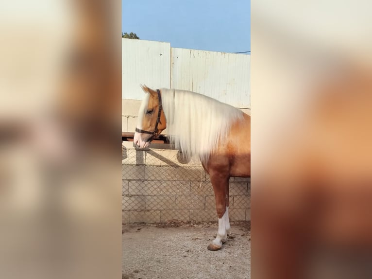 Andalusiër Hengst 4 Jaar 162 cm Palomino in Aachen