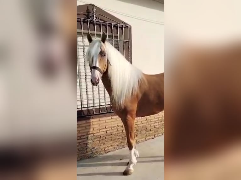Andalusiër Hengst 4 Jaar 162 cm Palomino in Aachen