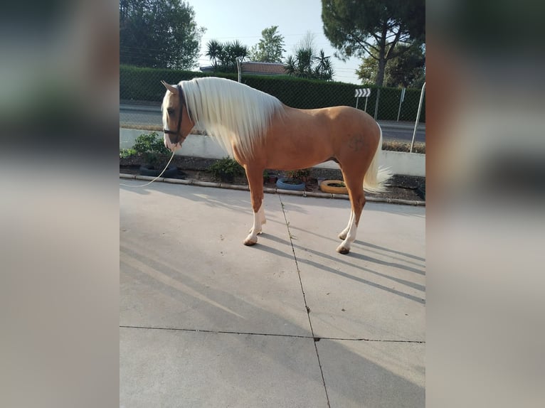 Andalusiër Hengst 4 Jaar 162 cm Palomino in Aachen