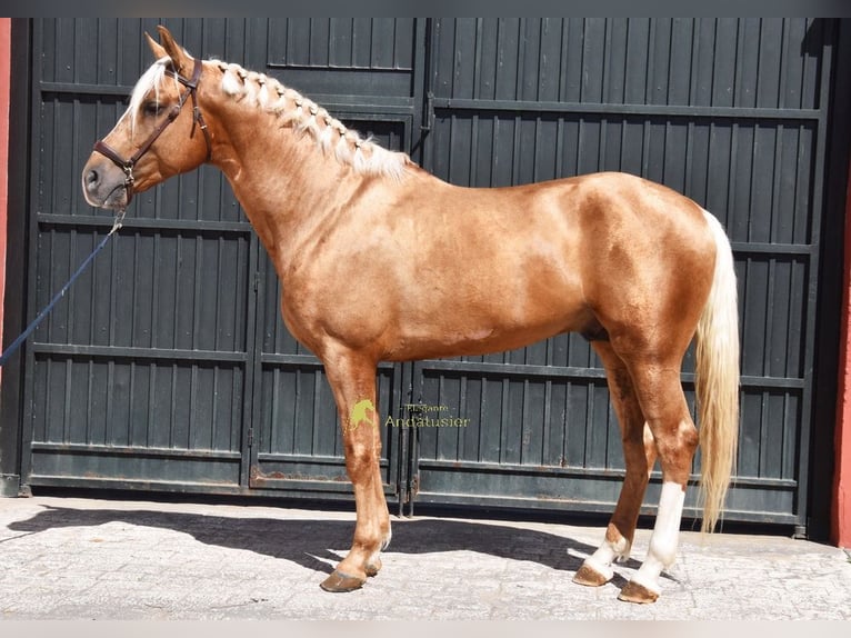 Andalusiër Hengst 4 Jaar 163 cm Palomino in Provinz Cordoba
