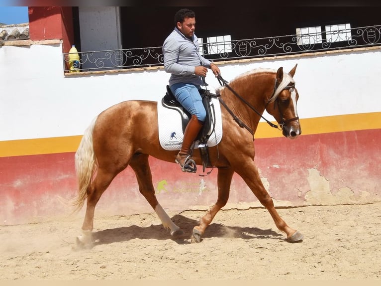 Andalusiër Hengst 4 Jaar 163 cm Palomino in Provinz Cordoba