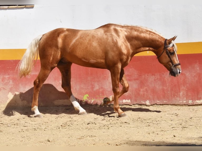 Andalusiër Hengst 4 Jaar 163 cm Palomino in Provinz Cordoba