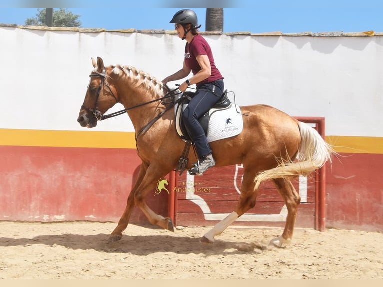 Andalusiër Hengst 4 Jaar 163 cm Palomino in Provinz Cordoba
