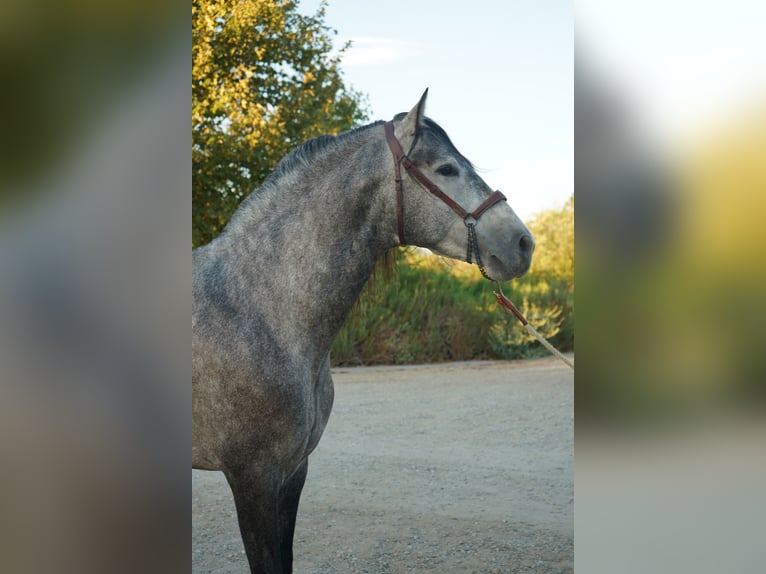 Andalusiër Hengst 4 Jaar 163 cm Schimmel in Corona, CA