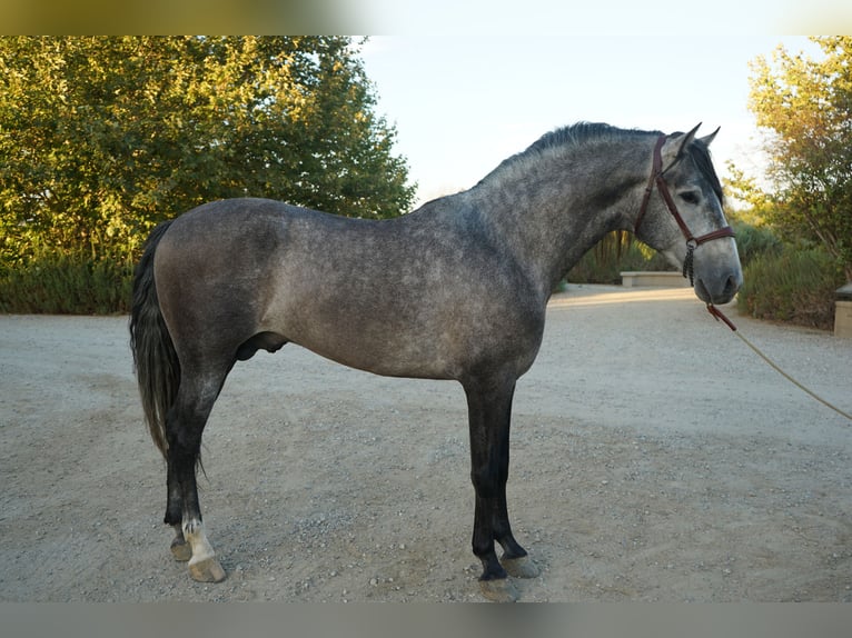 Andalusiër Hengst 4 Jaar 163 cm Schimmel in Corona, CA