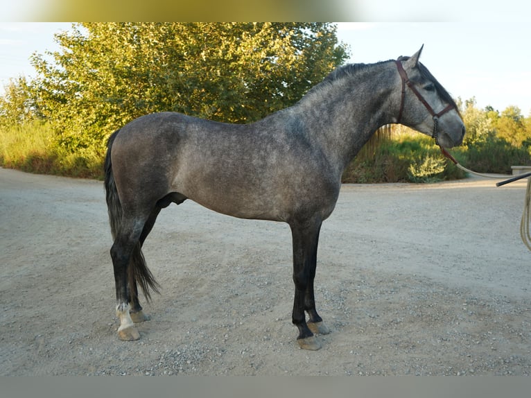 Andalusiër Hengst 4 Jaar 163 cm Schimmel in Corona, CA