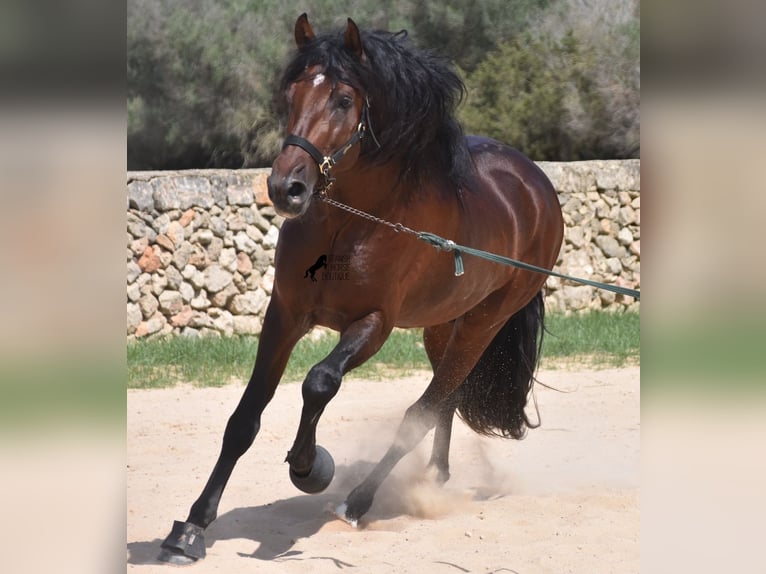 Andalusiër Hengst 4 Jaar 164 cm Bruin in Menorca