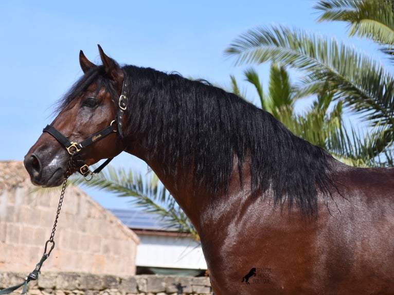 Andalusiër Hengst 4 Jaar 164 cm Bruin in Menorca