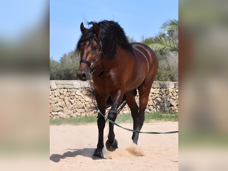 Andalusiër Hengst 4 Jaar 164 cm Bruin in Menorca