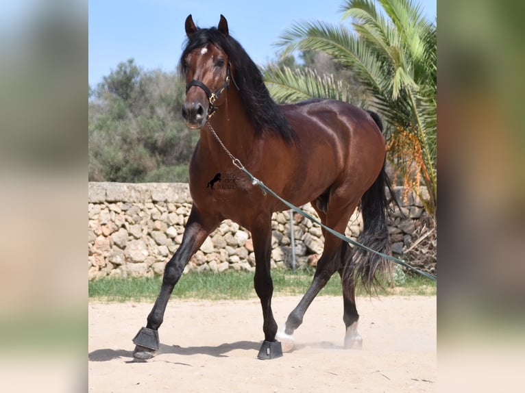 Andalusiër Hengst 4 Jaar 164 cm Bruin in Menorca