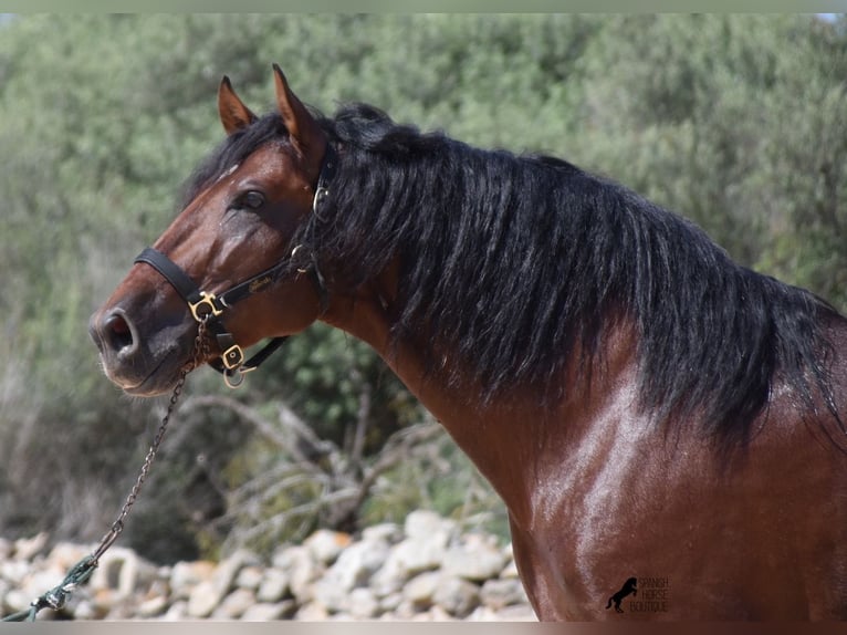 Andalusiër Hengst 4 Jaar 164 cm Bruin in Menorca