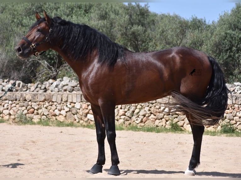 Andalusiër Hengst 4 Jaar 164 cm Bruin in Menorca