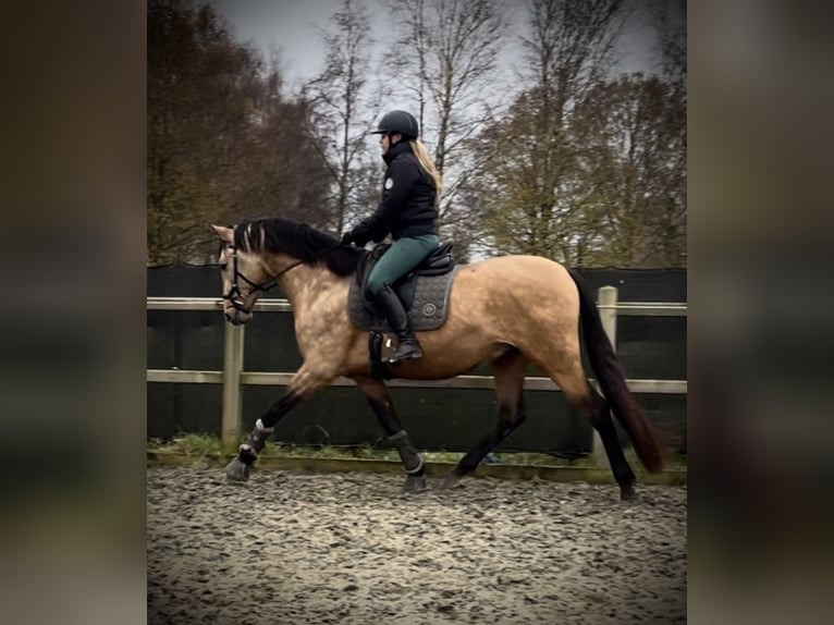 Andalusiër Hengst 4 Jaar 164 cm Buckskin in Fijnaart