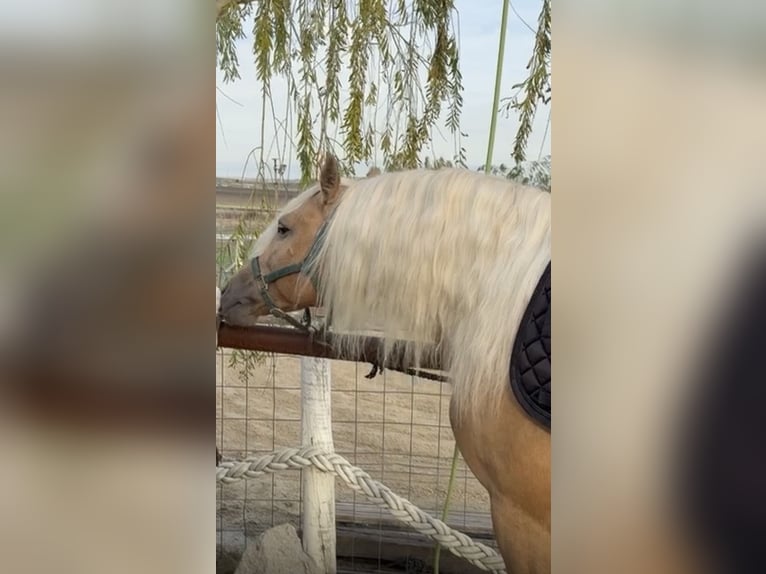 Andalusiër Hengst 4 Jaar 165 cm Palomino in Route de Malaga