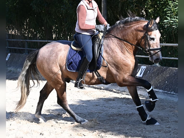 Andalusiër Hengst 4 Jaar 165 cm Schimmel in Mallorca