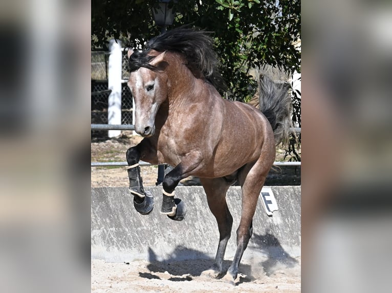 Andalusiër Hengst 4 Jaar 165 cm Schimmel in Mallorca